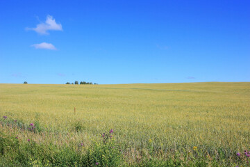 Obraz premium Ears of yellow wheat in the field