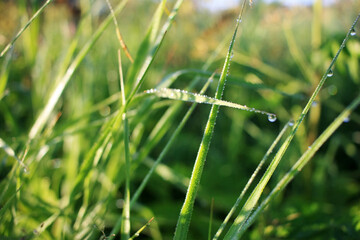 Dew drops on green grass
