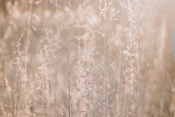 Beige spikelets of grass in summer are illuminated by sunlight in a meadow in nature