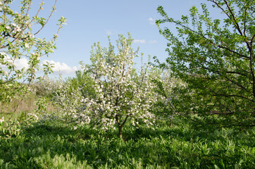 Blooming garden, three-trees, apple tree blooming in spring
