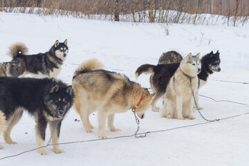 Husky dogs are tied on leashes in winter waiting for a trip in the snow on