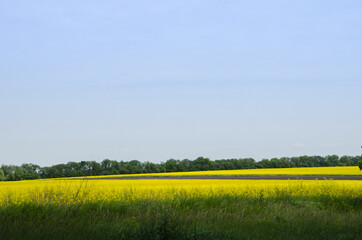 large yellow rapeseed field