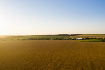 Fototapeta na wymiar Ripe wheat field at sunset. Aerial view