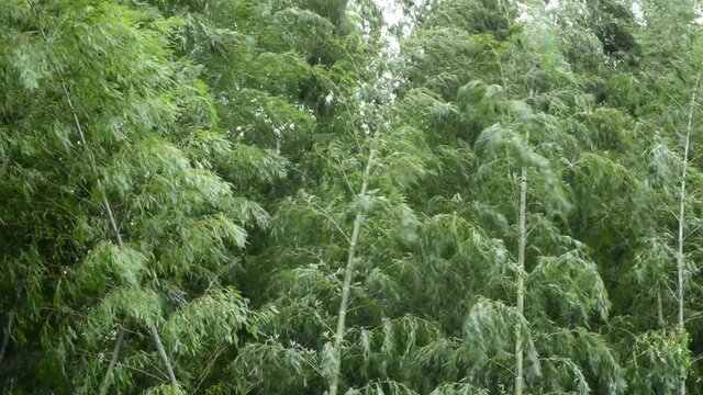 嵐の中の竹林