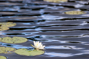 Lake with blooming white water lily