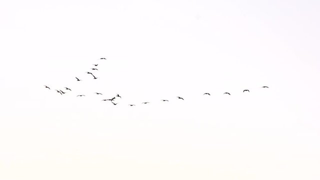 Migratory birds wedge. Flight of birds. Flock of birds are flying in the sky. Migrating greater birds flying in formation. Migration, resettlement of nature. Autumn season