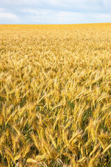 Beautiful cornfield with horizon