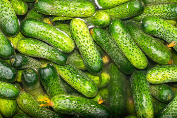 fresh green cucumbers filled with water for the background background