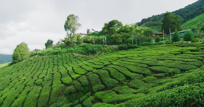 The BOH Tea Plantation in Cameron Highlands, Malaysia 