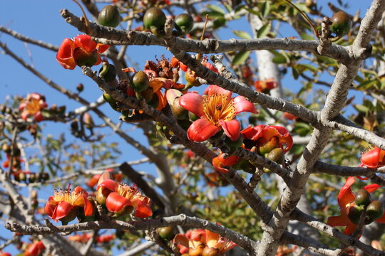 Blooming cotton tree (Bombax ceiba, Malabar silk-cotton tree) with red-yellow flowers
