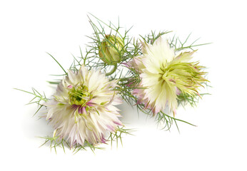 Nigella damascena, love-in-a-mist, ragged lady or devil in the bush. Isolated on white background.
