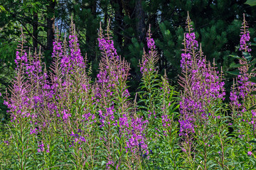 Forest glade with flower tea on a summer day