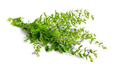 Scutellaria galericulata, the common skullcap, marsh skullcap or hooded skullcap. Isolated on white...