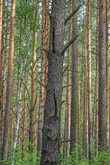 A fragment of a pine trunk in a forest thicket close-up