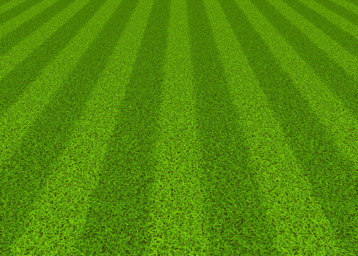 Soccer field grass
