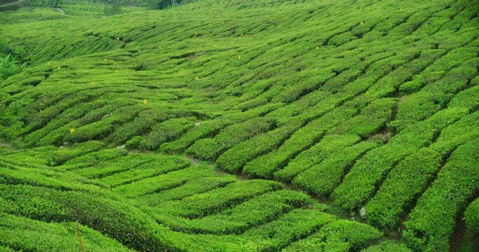 Tilt Up Shot To Reveal The BOH Tea Plantation in Cameron Highlands, Malaysia 