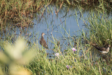 Common Sanpiper