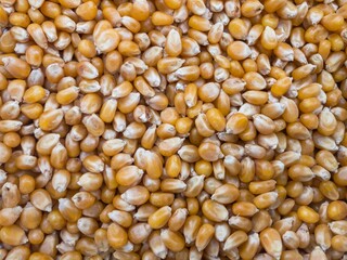close up of corn grains