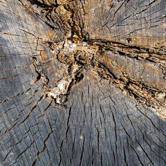 wooden cut texture