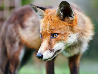 Fototapeta premium Portrait of a Red fox (Vulpes vulpes)