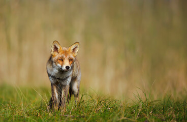 Close up of a Red fox standing in the field of grass