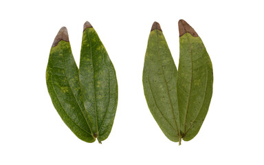 Obraz premium green leaves isolated on white background