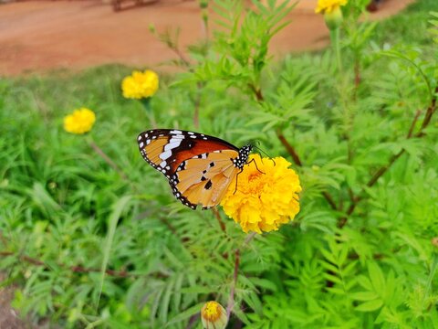 Selective focus background blour selective focus on subject butterfly on the flower