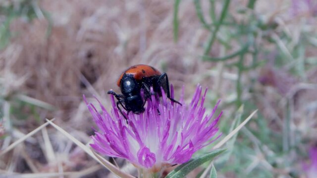 ladybug on flower, Mylabris  quadripunctata