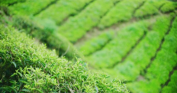 Close Up of Tea Leaves At The BOH Tea Plantation in Cameron Highlands, Malaysia 