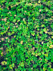 Green flower with red berries close-up