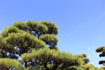 枝ぶりの良い、きちんと剪定された松の木