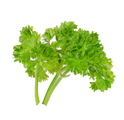 Fresh green leaves of pasley isolated on white background