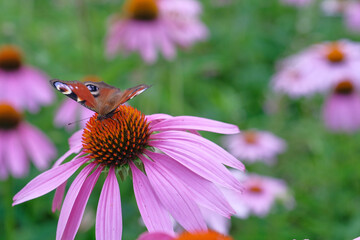 Echinacea purpurea. A peacock-eye butterfly sits on a flower. Close-up, day. Asteraceae, Saturniidae.