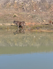Cattle seen standing in water at dam