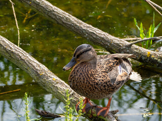 A wild duck sits on a snag in a pond. Close up.