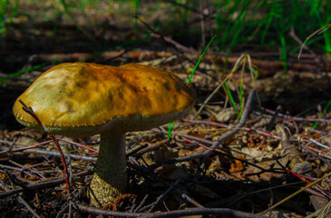 Russian forest mushrooms are edible