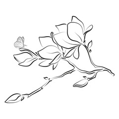 Elegant outline sketching of magnolia flowers, vector illustration © NATALIIA TOSUN