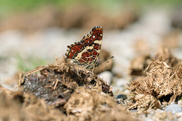 Map butterfly (Araschnia levana) feeds on horse droppings.