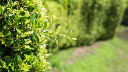 Close-up of green leaves on green background, background cover concept.
