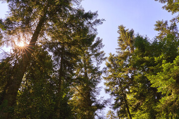 Beautiful old-growth primary forest in Carpathian mountains