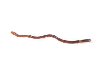 single earthworm isolated on white background