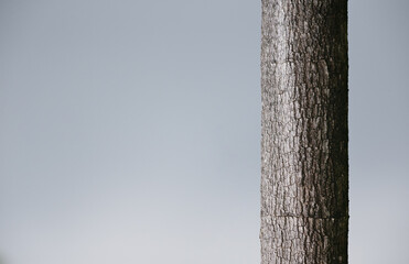 Fototapeta premium tree trunk with sky