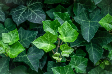 Fototapeta premium Hedera helix. Evergreen vine, climbing flowering wild plant of the common ivy genus in the family Araliaceae. Close-up of dark leaves in garden, nature green background. Natural botanical wallpaper.