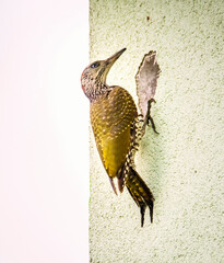 Green Woodpecker (Picus viridis) on the wall of the house , Czech Republic, Pilsen