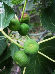 Green figs on the tree in Valencia