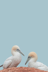 Cover page with a couple of wild North Atlantic gannets sitting at nest at blue sky solid background and copy space. Concept biodiversity, animal welfare and wildlife conservation.