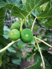 Green figs on the tree in Valencia