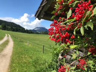 Vogelbeerstrauch, auch Eberesche, an einer Almhütte in den Tiroler Alpen