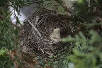 close up of an empty birds nest on a pine tree-khandala,lonavala