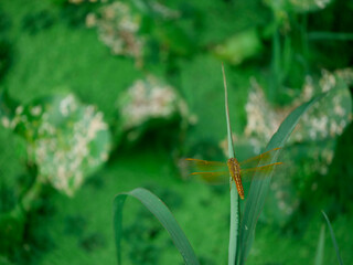 Dragonfly brown creature presenting isolated at green blur leaves background, wildlife concept image